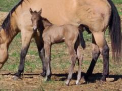 Top Gun Sedge JW <BR> AQHA PENDING
